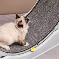 Silent Cat Treadmill
