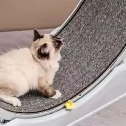 Silent Cat Treadmill