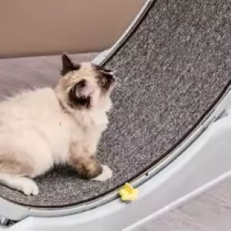 Silent Cat Treadmill